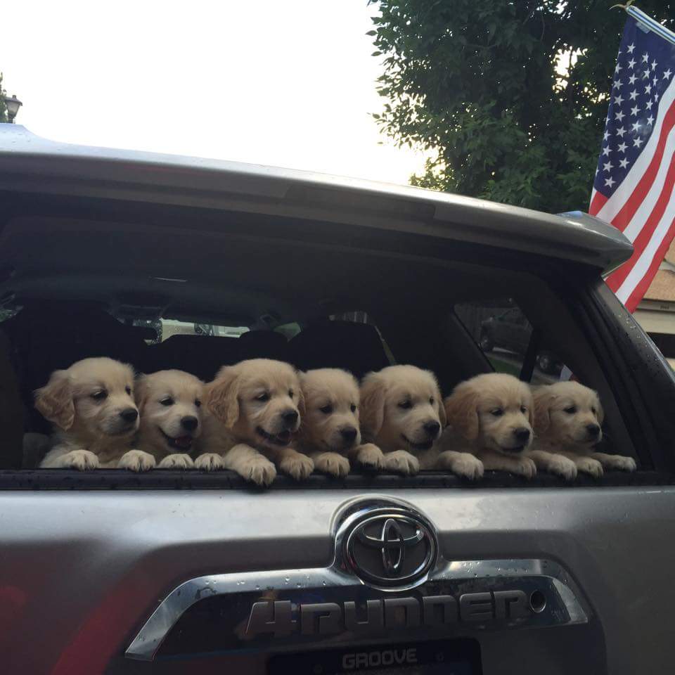 かわいい 車のリアウィンドウから顔を出すゴールデンレトリバーの子犬たち 笑