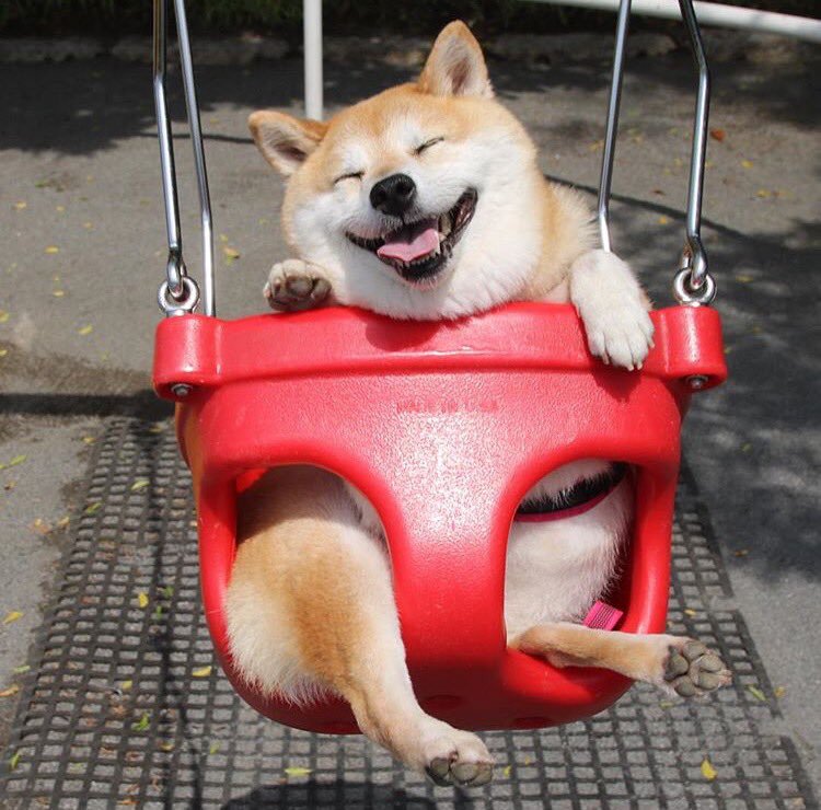公園のブランコで遊ぶ柴犬のおもしろい表情 笑