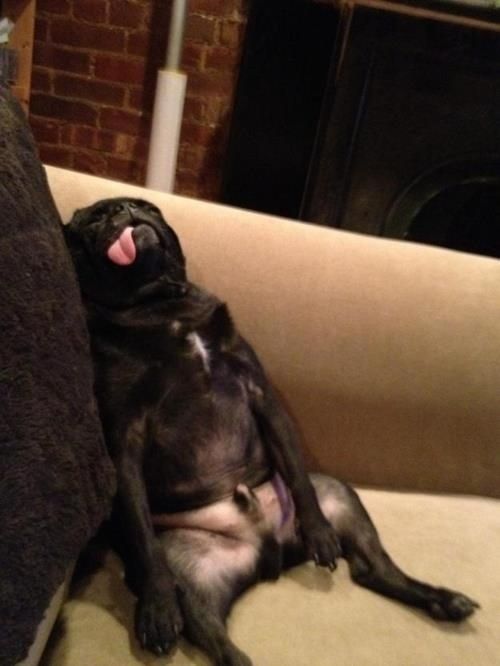 【犬おもしろ画像】まるでソファーで寝る酔っぱらいみたいなパグ犬のおもしろい寝相（笑）