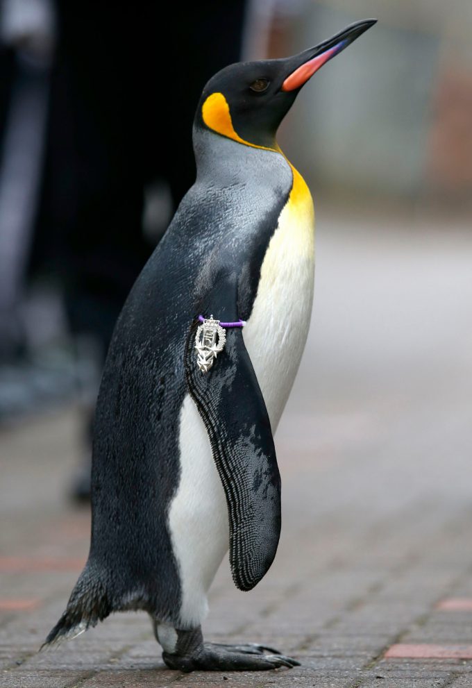 エジンバラ動物園にいるオウサマペンギンの「ニルス・オーラヴ（Nils Olav）」