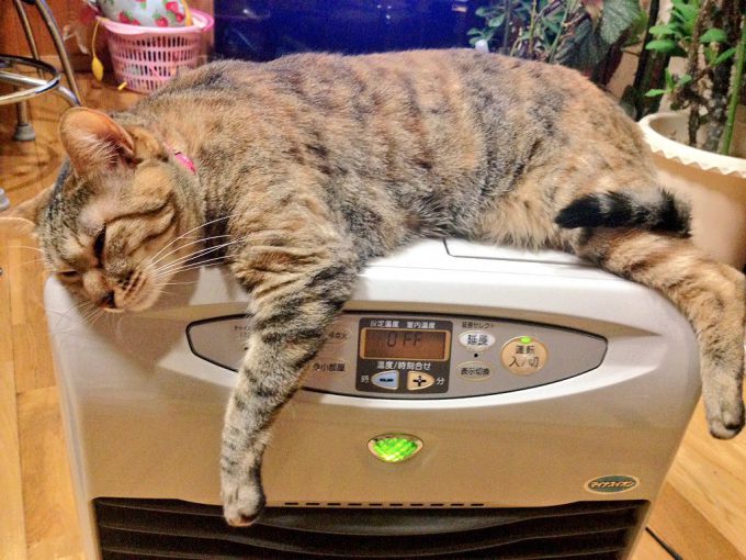 【猫おもしろ画像】温かすぎて動けニャい！ ストーブの上から動く気のない猫（笑）