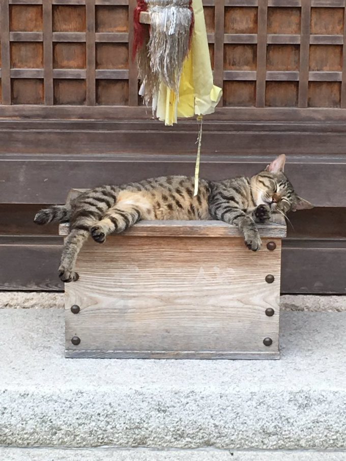 【猫おもしろ画像】猫神様？ 神社に来たのに賽銭箱の上で猫が寝ていてお参りできない（笑）