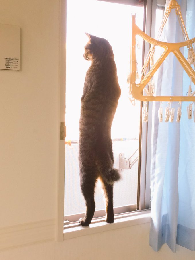 【猫おもしろ画像】背筋を伸ばして窓枠に立つ猫のおもしろい後ろ姿（笑）