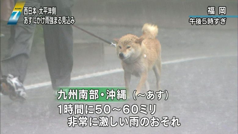 【豪雨と犬おもしろ画像】豪雨に散歩する柴犬とそれを見つめるコーギーがおもしろい（笑）