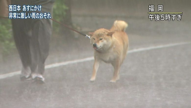 【豪雨と犬おもしろ画像】豪雨に散歩する柴犬とそれを見つめるコーギーがおもしろい（笑）