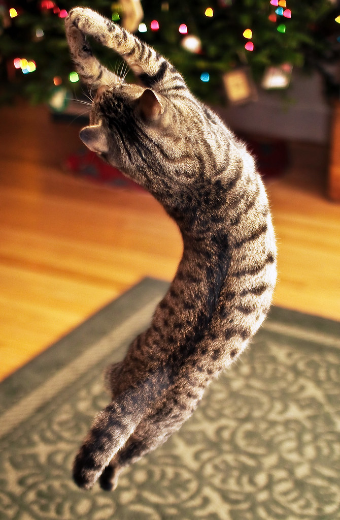 【猫おもしろ画像】クリスマスの飾りに飛びつく猫の躍動感がおもしろい（笑）