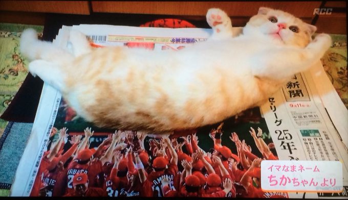 【野球と猫おもしろ画像】わっしょい！ 広島カープ優勝で選手たちに胴上げされる猫がかわいい（笑）