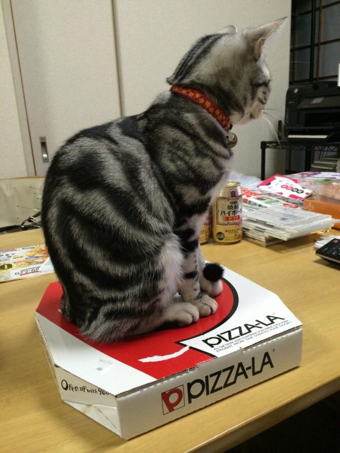 【猫おもしろ画像】カイロ！ 猫を飼っている家ではアツアツのピザを食べさせてもらえない（笑）