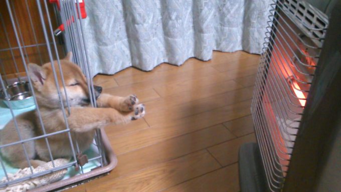 【犬おもしろ画像】えい！ 柴犬の子犬が暖まりたくて必死にストーブに手を伸ばす姿がかわいい（笑）