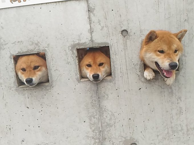 【犬おもしろ画像】外見たいワン！ ブロック塀の3か所の穴から顔を出すかわいい柴犬たち（笑）
