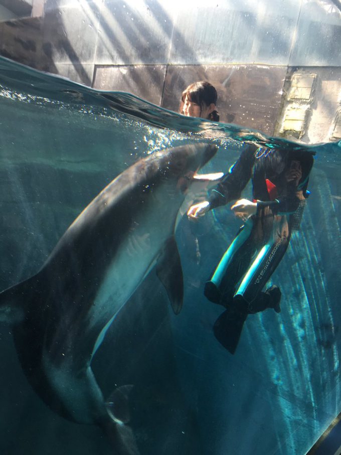 恐怖！ 水族館でイルカと泳ぐお姉さんを撮影したら光の屈折で心霊写真に（笑）