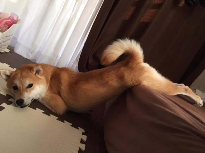 【犬おもしろ画像】ベッドの上からずり落ちそうな柴犬のおもしろい体勢（笑）