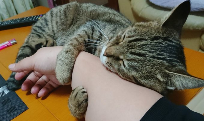 【猫おもしろ画像】腕枕！ チャーハン食べてたらいつの間にか右腕を枕に寝ていた猫がかわいい（笑）
