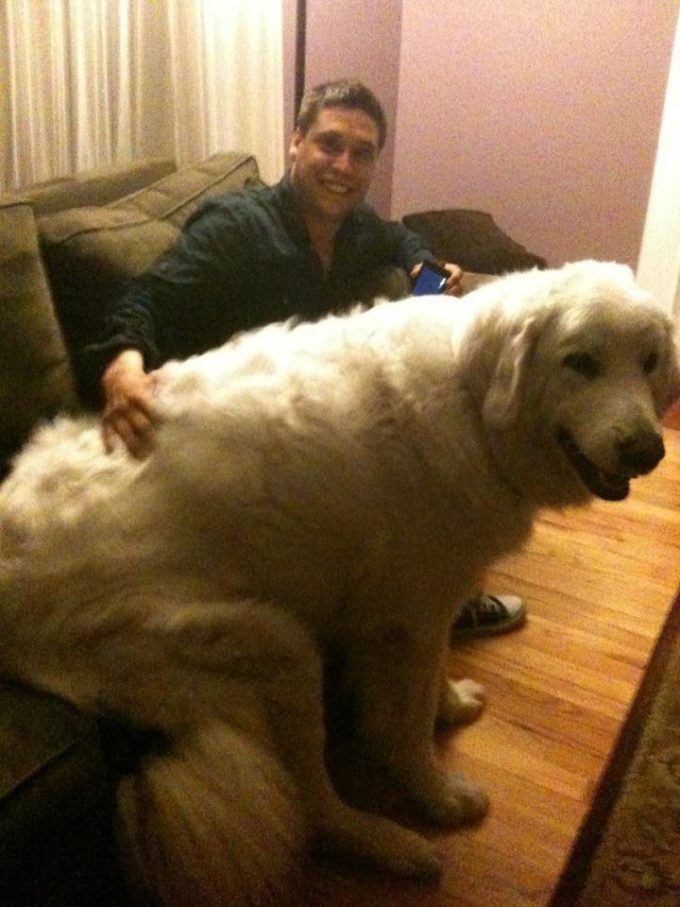 【犬おもしろ画像】でかい！ 「目の錯覚？」と思うほど大きすぎるグレートピレニーズ犬（笑）
