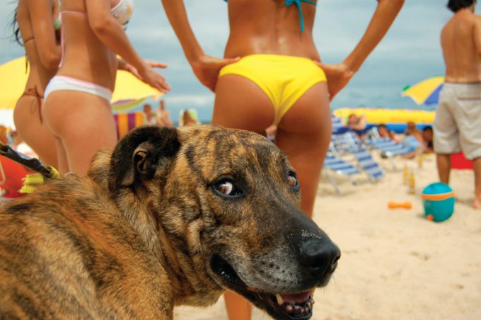 【海の水着女性と犬おもしろ画像】やっぱ夏だワン！ ビーチの水着女性たちににやける犬（笑）