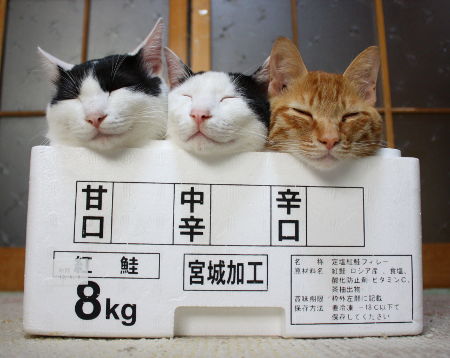 【猫おもしろ画像】どの味が好み？ 宮城で加工された甘口・中辛・辛口猫（笑）