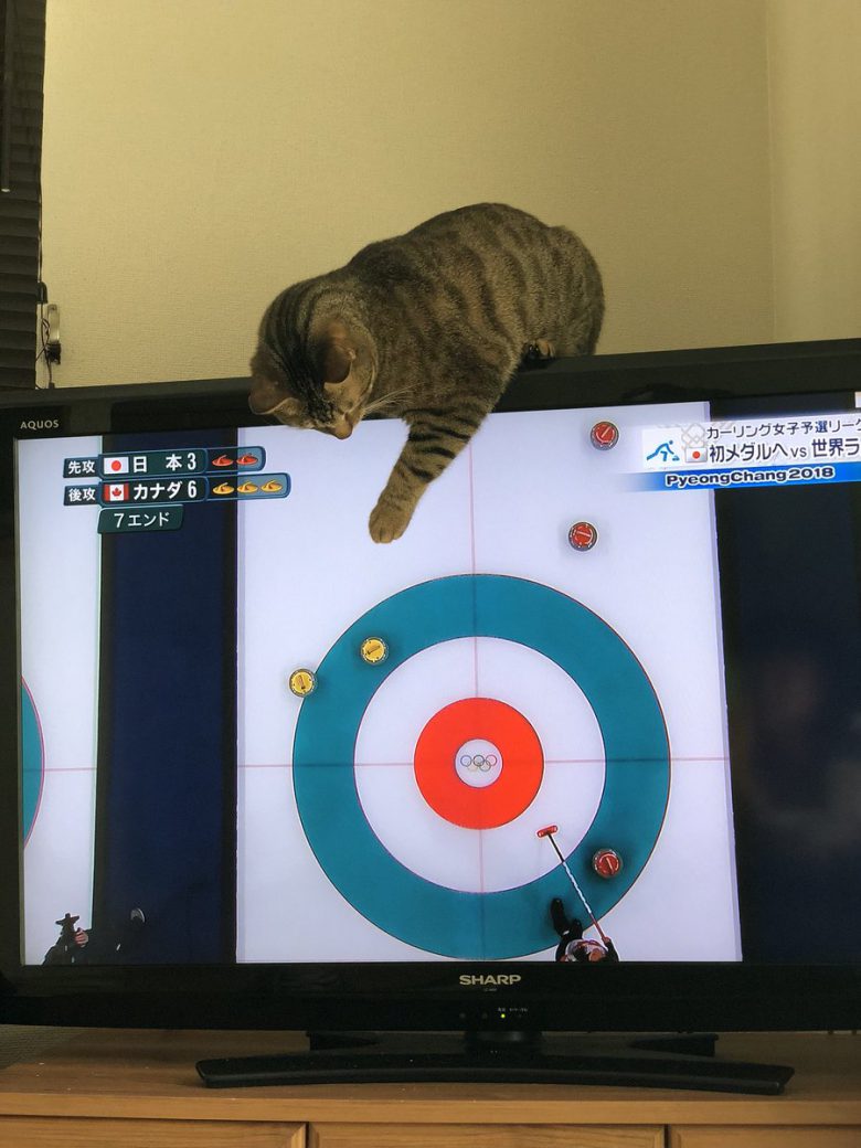 【猫おもしろ画像】2018平昌五輪の女子カーリング試合に参加したい猫がおもしろい（笑）