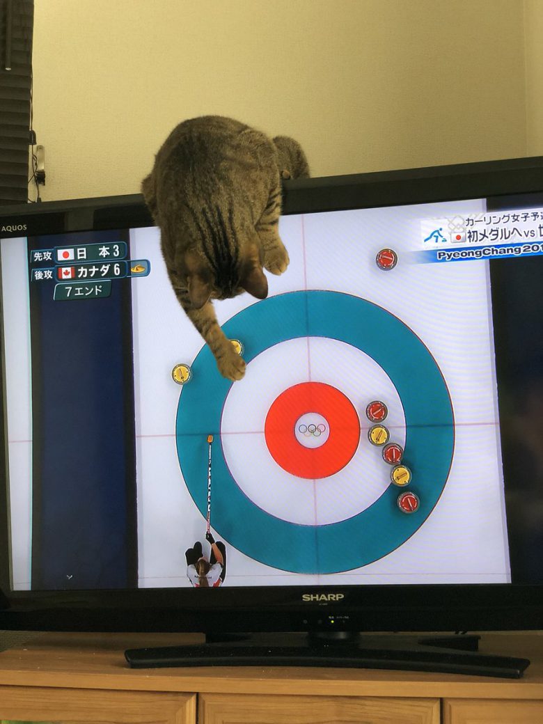 【猫おもしろ画像】2018平昌五輪の女子カーリング試合に参加したい猫がおもしろい（笑）