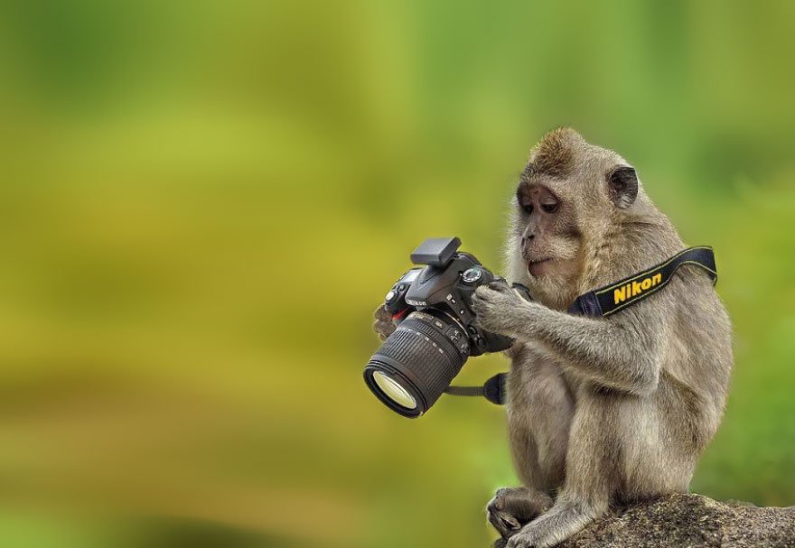 どれどれ？ ニコンのカメラで撮影した写真をチェックするお猿さん（笑）