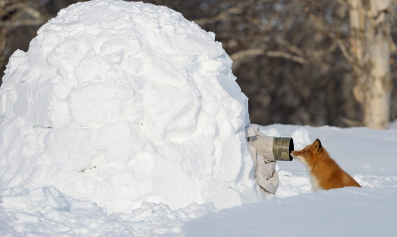 近い！ ロシアでキツネを撮影しようと雪に隠れていたらキツネにバレる（笑）