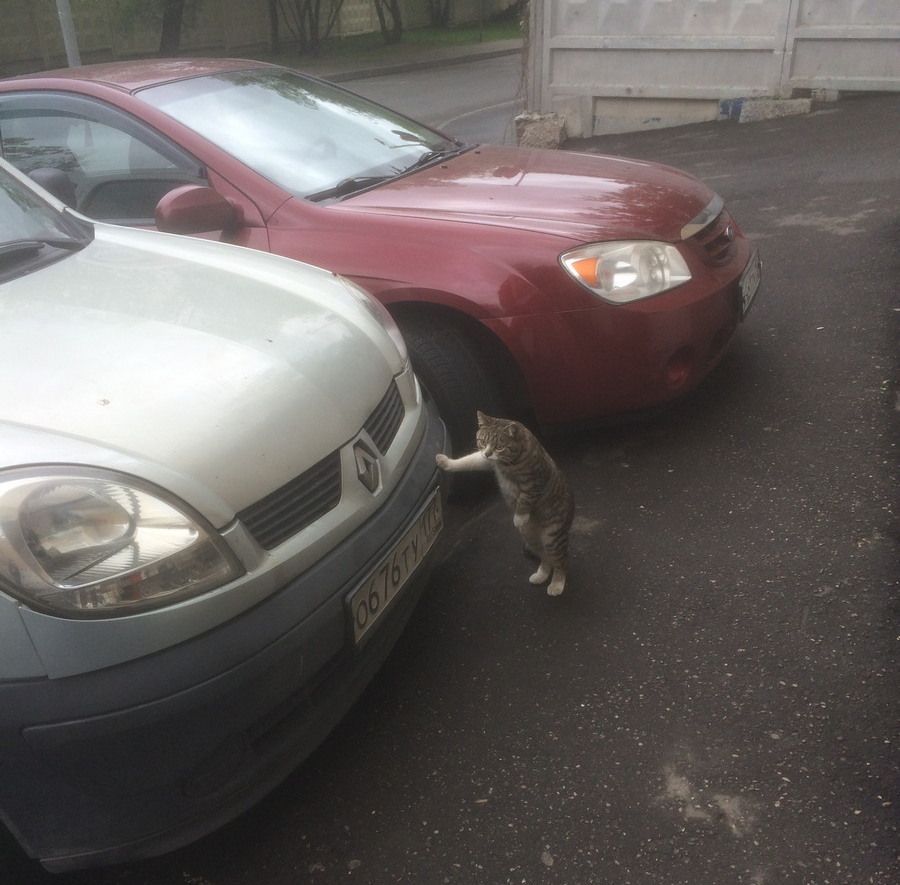 駐車場で車に手をついて休憩するおもしろい猫 笑