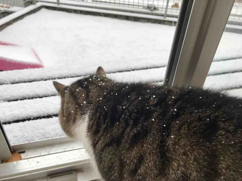 【猫おもしろ画像】雪に一歩踏み出すも怖気づく猫がかわいい（笑）
