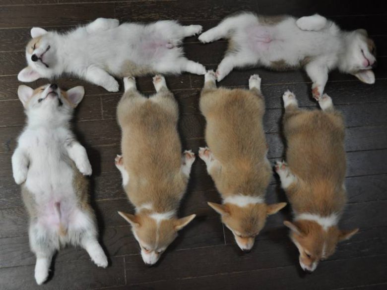 【犬おもしろ画像】気持ちよさそうに寝る6匹のコーギー犬の子どもたちがかわいすぎ（笑）