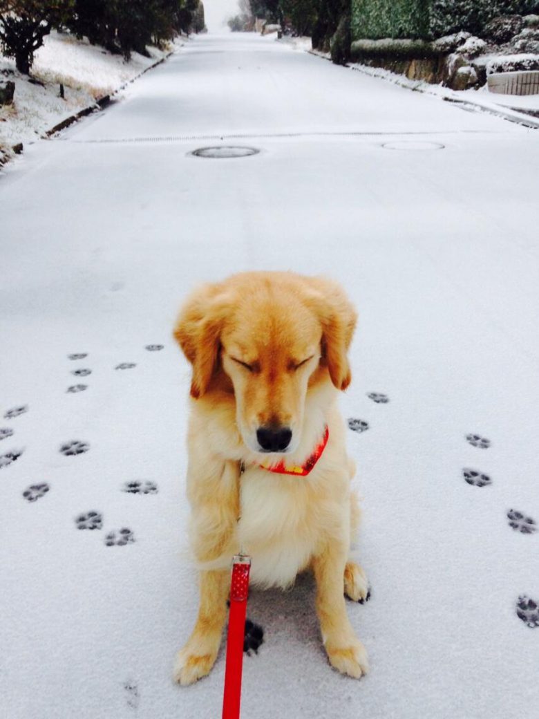 【犬おもしろ画像】帰りたい！ 雪が初めてで怖いのか、全然元気がない犬がかわいい（笑）