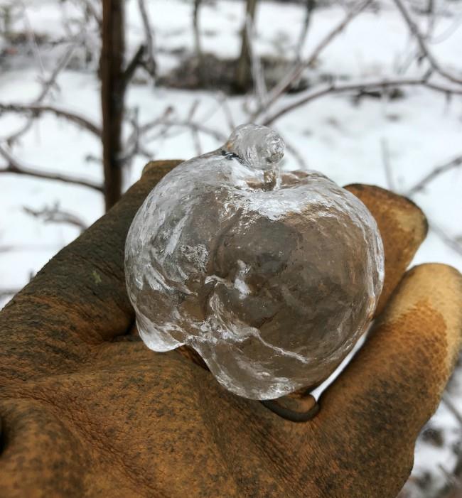 美しい！ 木に氷のリンゴの形だけが残る現象「ゴーストアップル」が神秘的（笑）