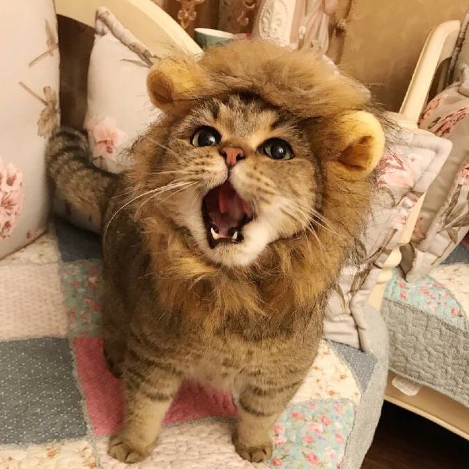【猫おもしろ画像】猫のライオンコスプレがかわいすぎ（笑）