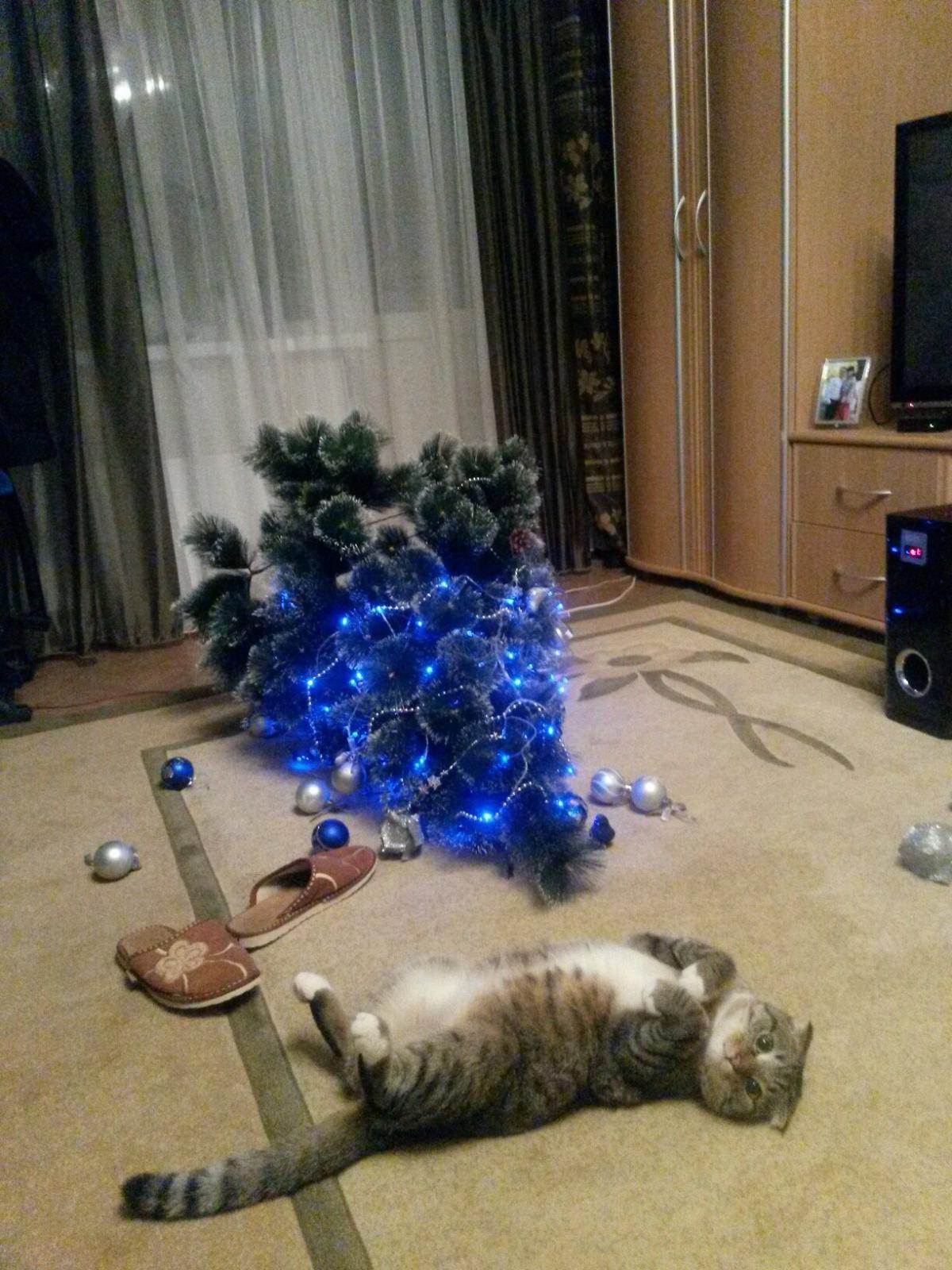 許してニャ クリスマスツリーを倒しちゃった猫 かわいさで許しを請う 笑