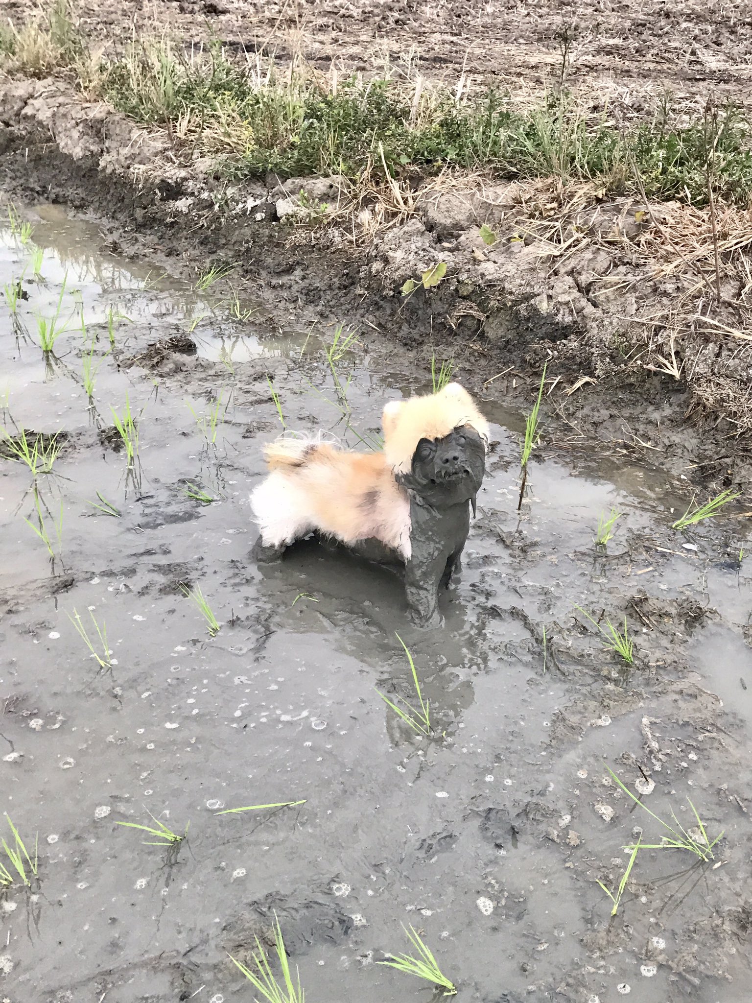 田んぼではしゃぎすぎて泥パックした犬のおもしろい顔 笑