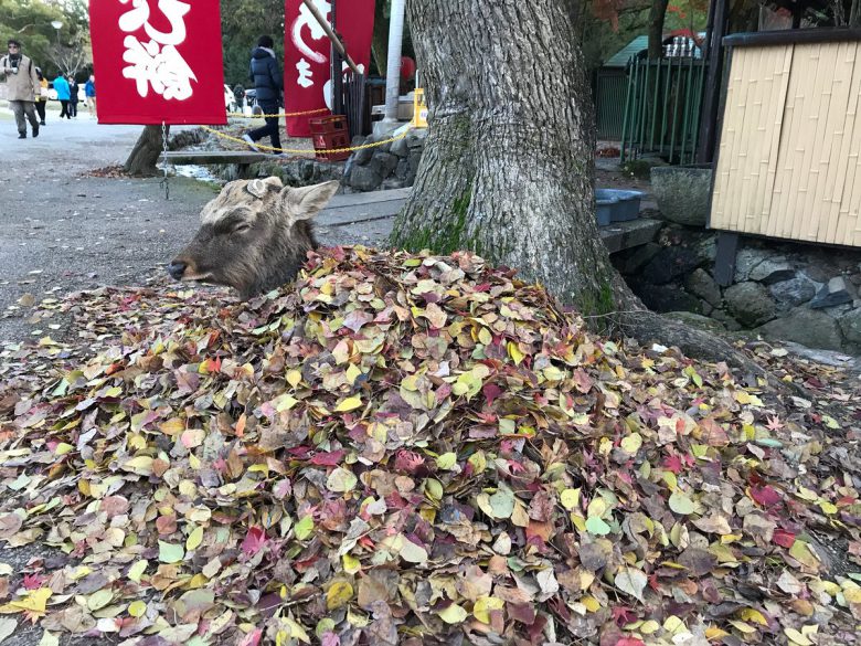 集まった落ち葉で温まる奈良のシカ（笑）