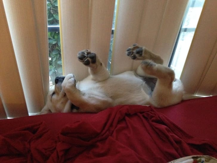 【犬おもしろ画像】ベッドと窓の隙間で器用に寝るおもしろい犬（笑）