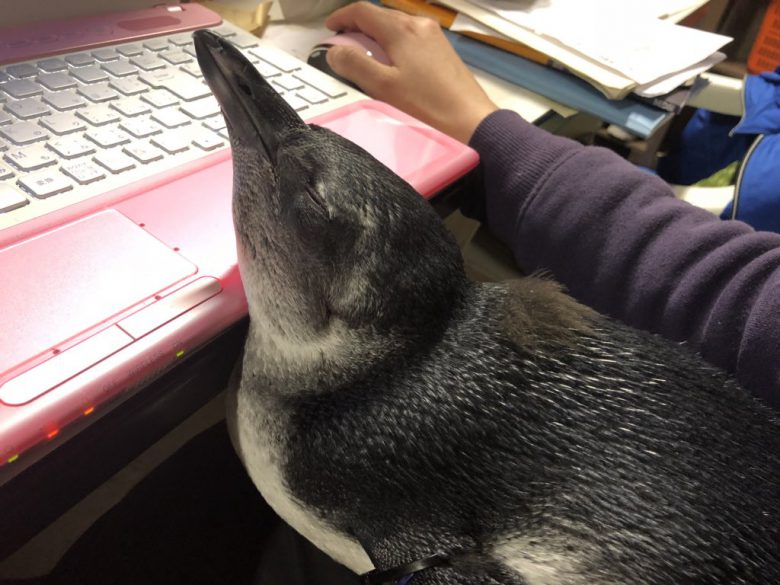 パソコン作業する人の間でくつろぐペンギンがかわいい（笑）