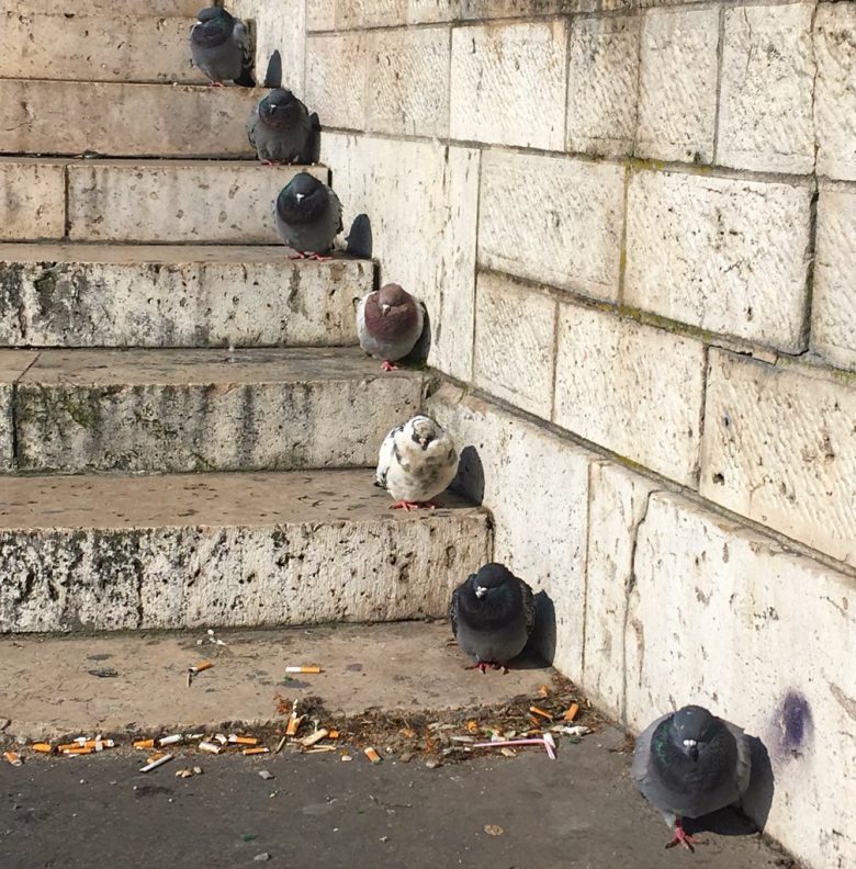 階段にきれいに並ぶ鳩たち（笑）