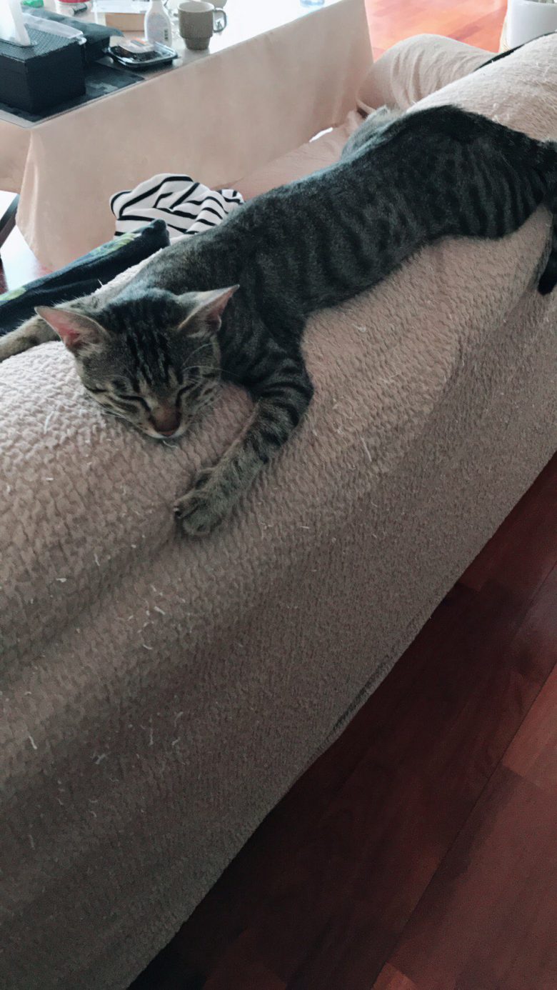 【猫おもしろ画像】ソファーの背もたれの上でだらける猫のおもしろいポーズ（笑）