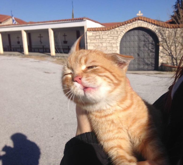 【猫おもしろ画像】強風にあおられる猫の表情が面白かわいい（笑）