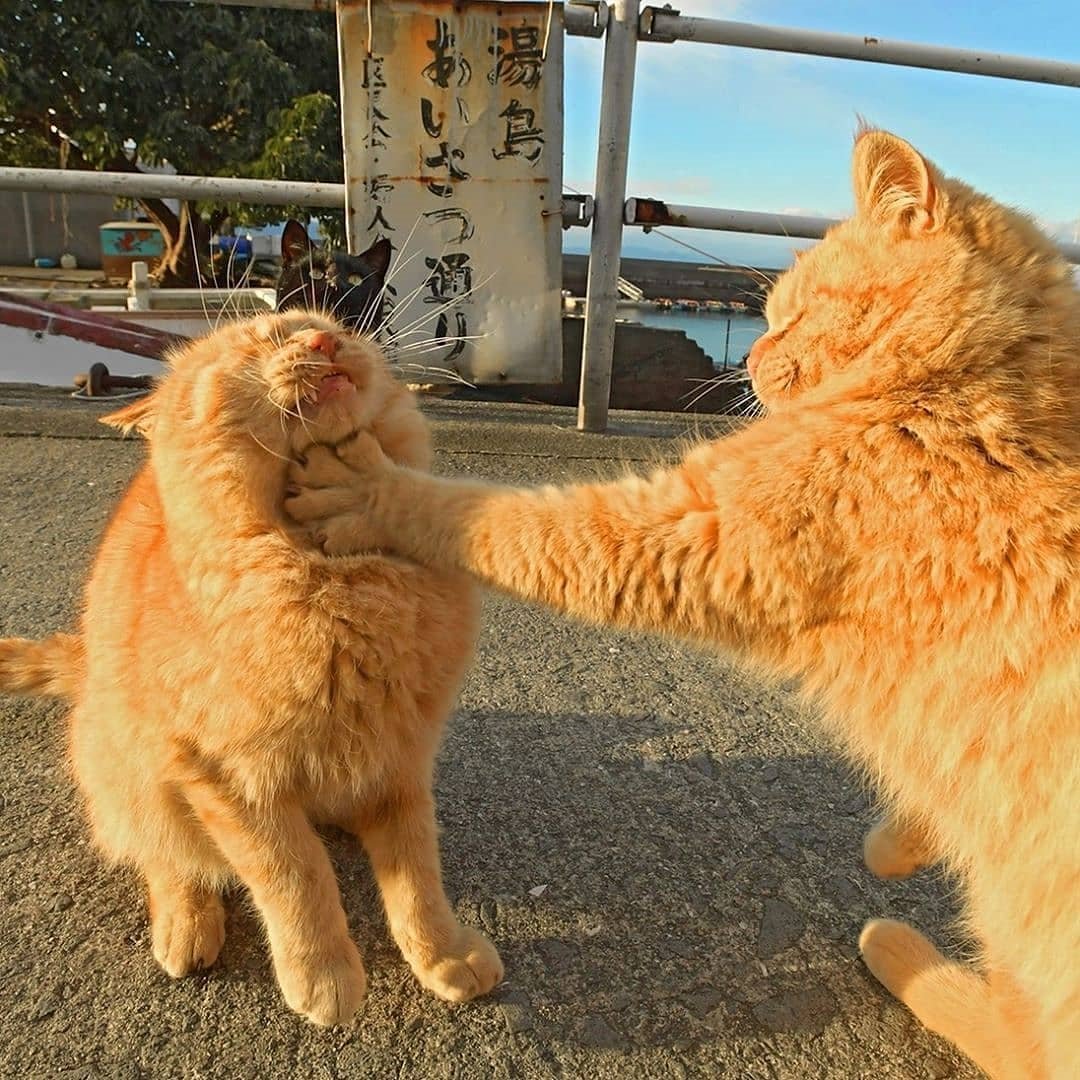湯島あいさつ通りで強めの挨拶をする猫がおもしろい 笑