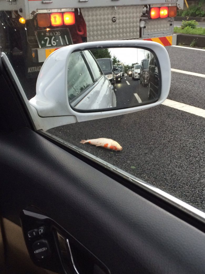 【台風で起きた衝撃の出来事画像】台風9号の影響なのか、鯉が道路に落ちていた（笑）