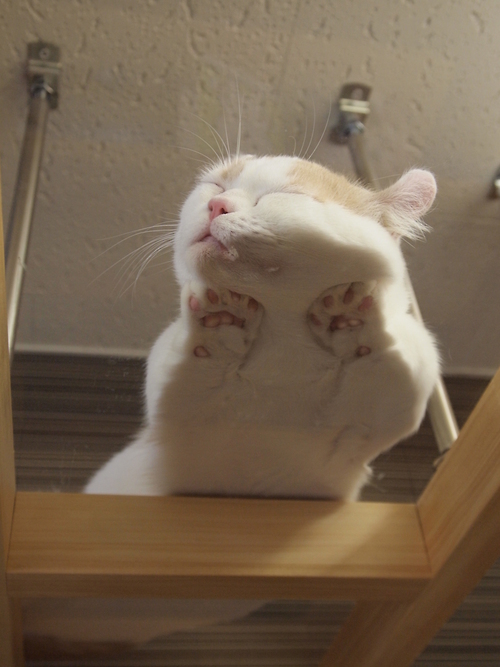 【猫おもしろ画像】肉球がかわいいガラスの上で寝ている猫（笑）