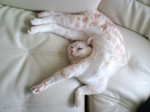 【猫おもしろ画像】猫の寝相がすごすぎてびっくり（笑）