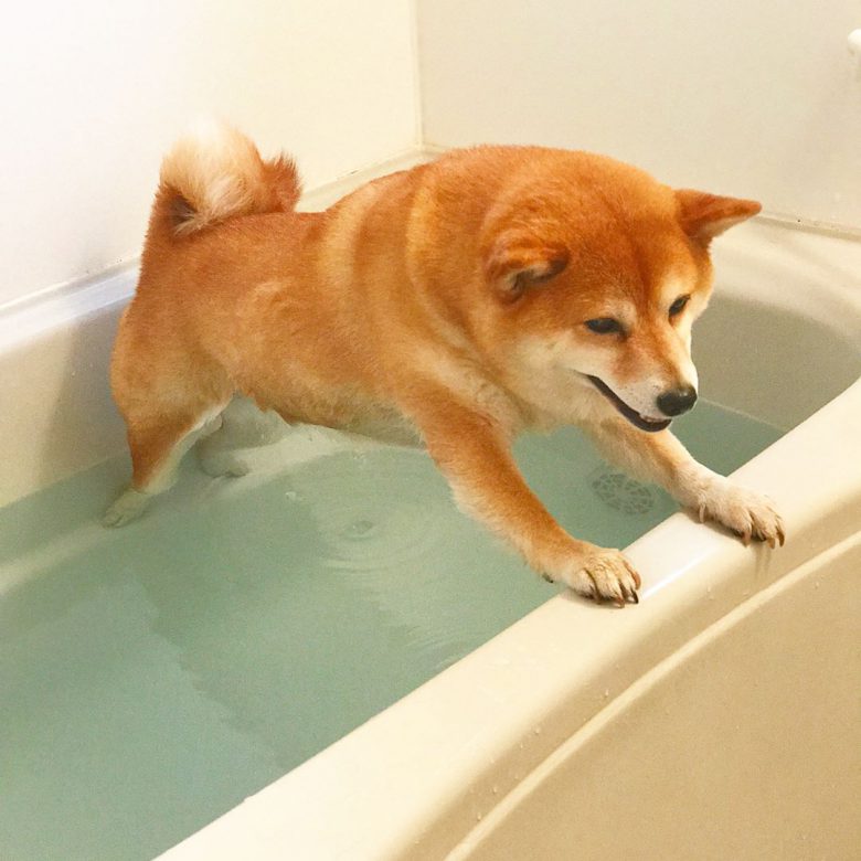 【犬おもしろ画像】湯舟で踏ん張る柴犬がかわいすぎ（笑）