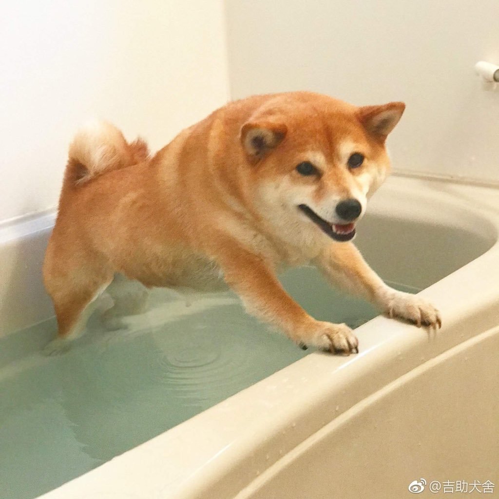 湯舟で踏ん張る柴犬がかわいすぎ 笑