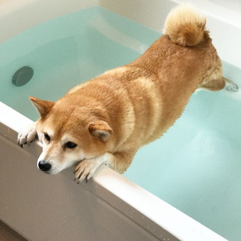 【犬おもしろ画像】湯舟で踏ん張る柴犬がかわいすぎ（笑）