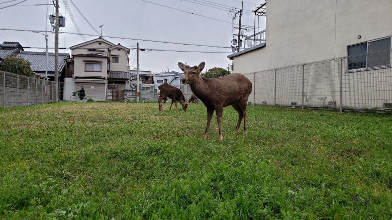 【コロナ禍の鹿おもしろ画像】奈良の鹿、新型コロナによる観光自粛でエサを探して街を徘徊（笑）