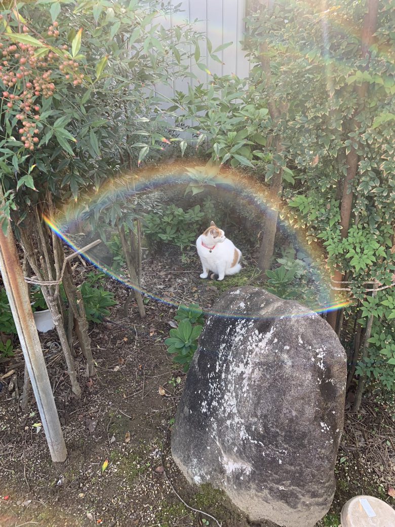 【猫おもしろ画像】バリア展開する近所の猫（笑）
