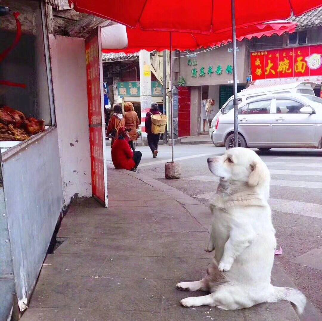 中華街でお行儀よく座って餌を待つおもしろい犬 笑