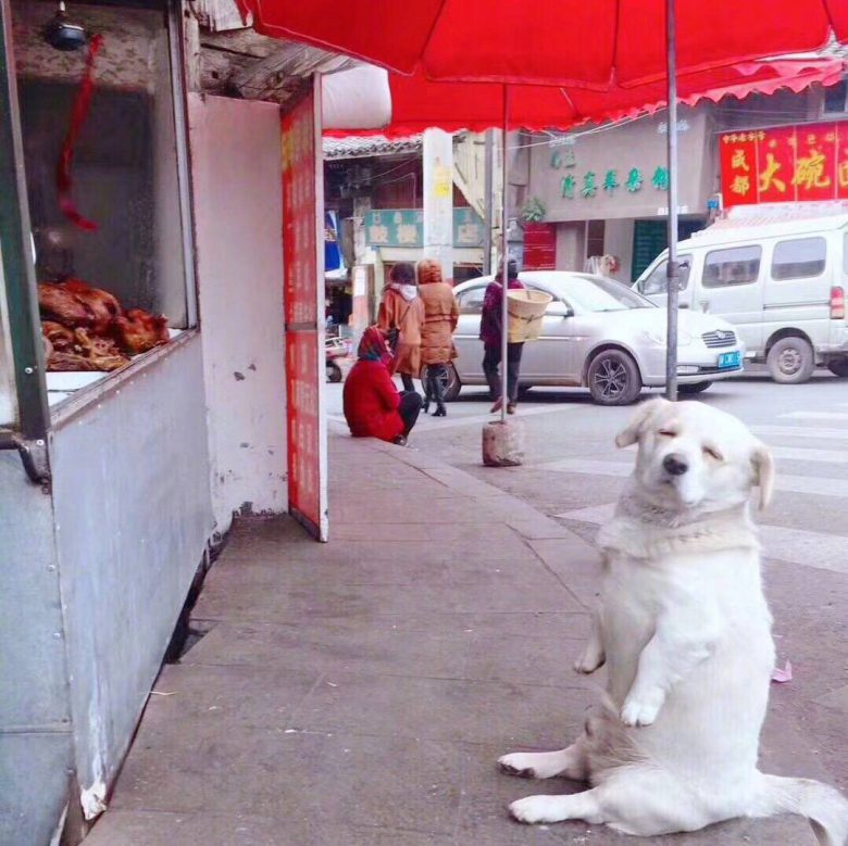 【犬おもしろ画像】中華街でお行儀よく座って餌を待つおもしろい犬（笑）