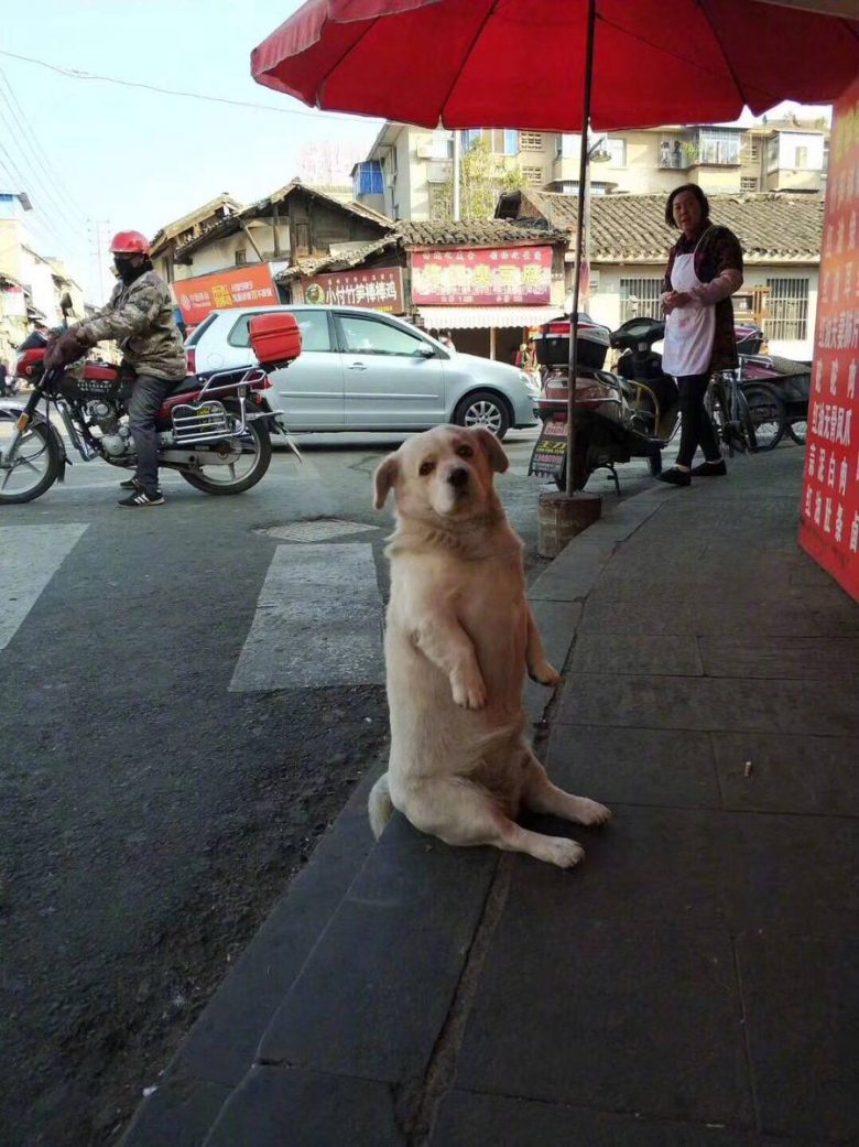 【犬おもしろ画像】中華街でお行儀よく座って餌を待つおもしろい犬（笑）